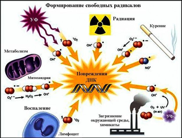 Что такое свободные радикалы и как с ними бороться. Рецепт Bioline-JaTo -  2012